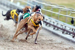 betting-on-greyhound-racing