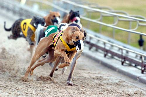 betting-on-greyhound-racing