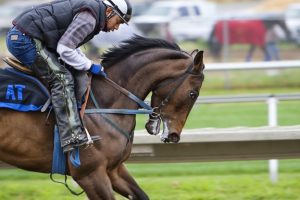 Its A Yes or A No Mckinzie Still In Doubt To Join 2019 Preakness Stakes